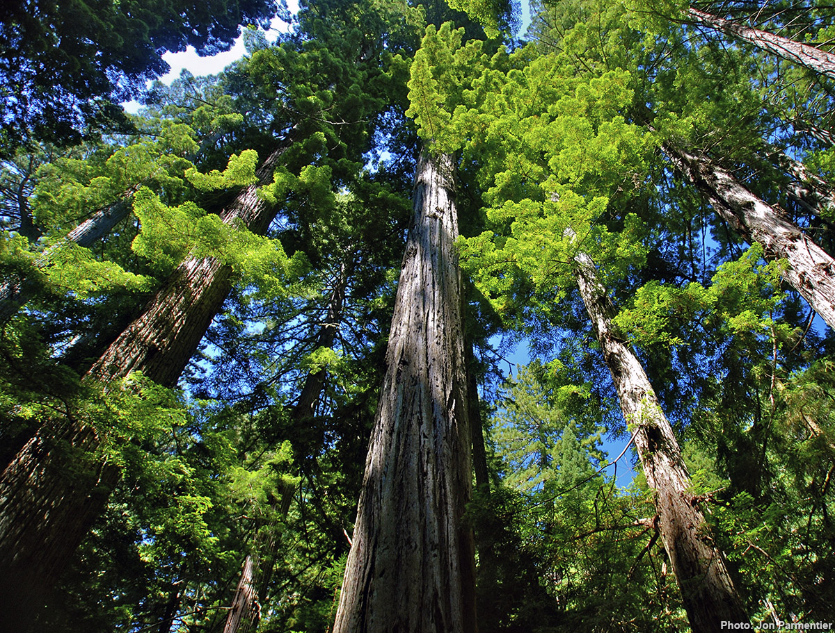 Save the Redwoods League and the San Francisco Giants Celebrate