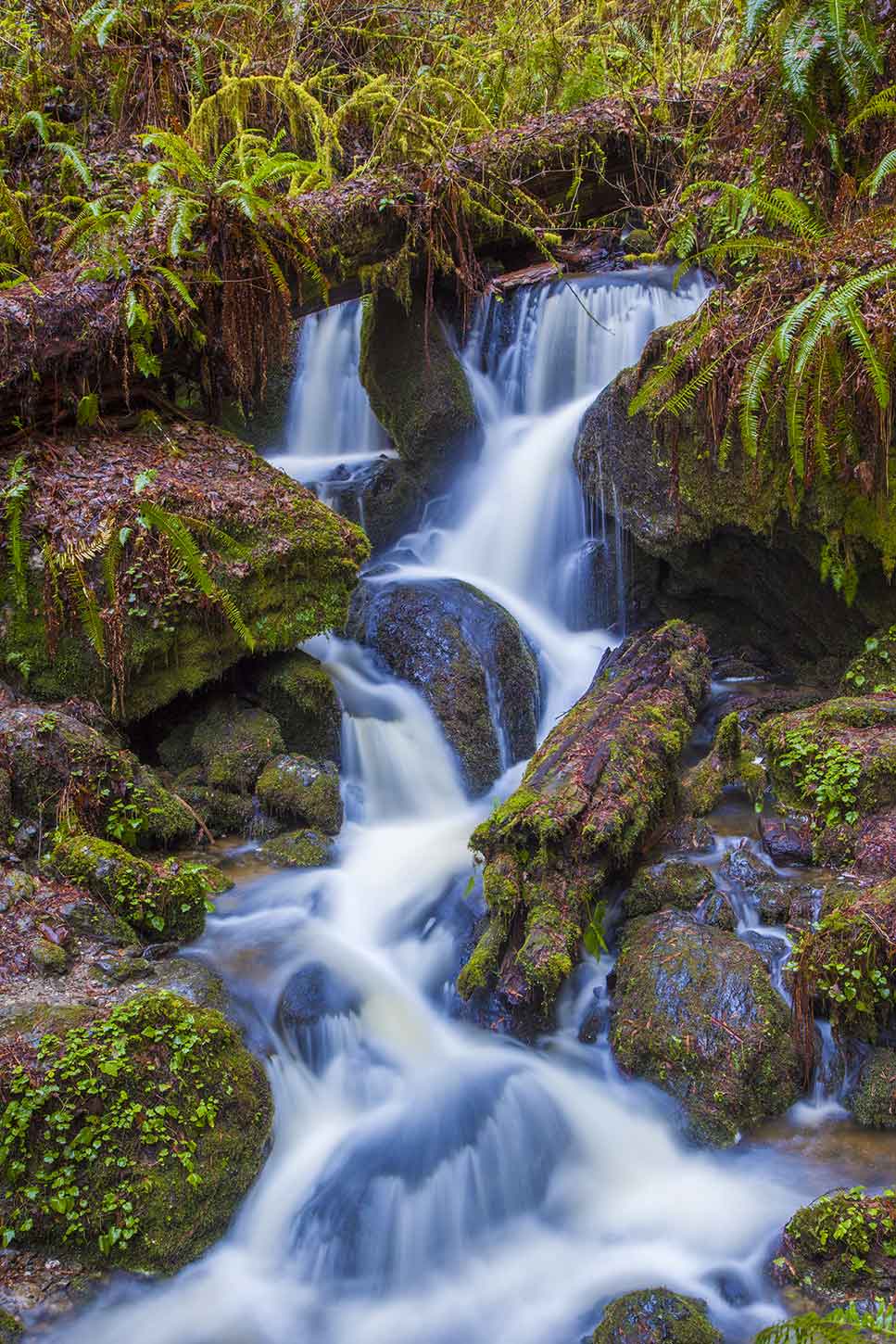 Sequoia on sale waterfall hike