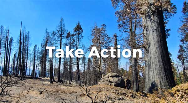 Take Action Now