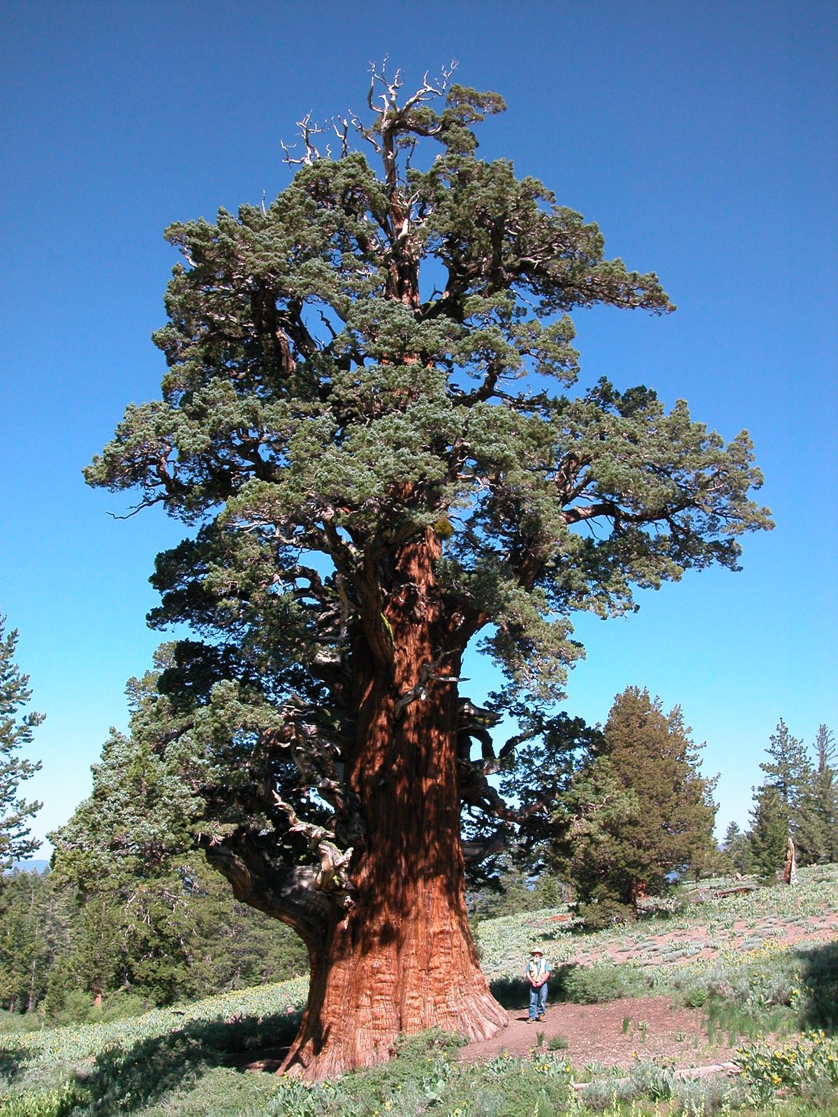 oldest living tree in the world