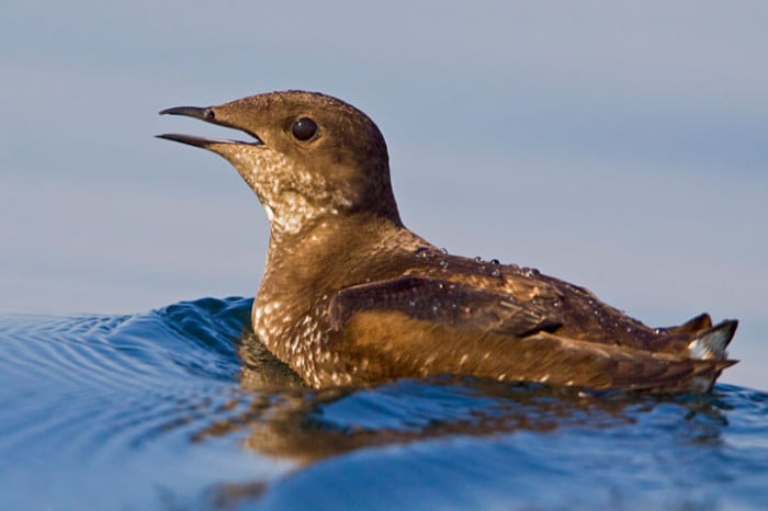 New Protections For The Mysterious Marbled Murrelet Save The Redwoods League