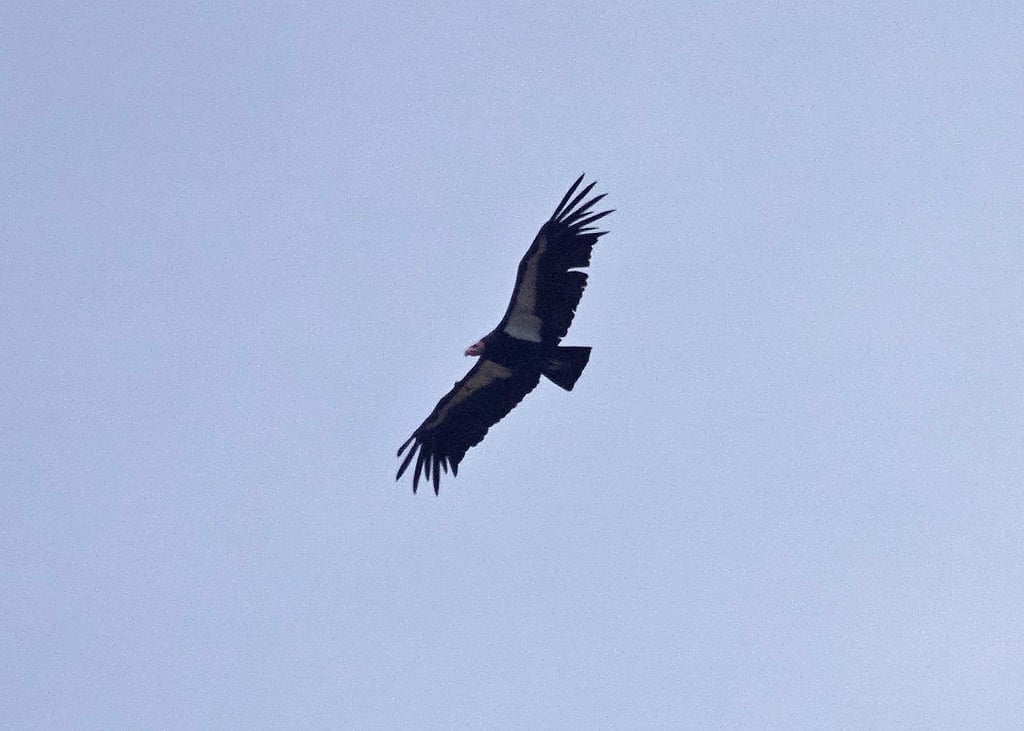 California Condor To Soar In The Redwoods Once More Save
