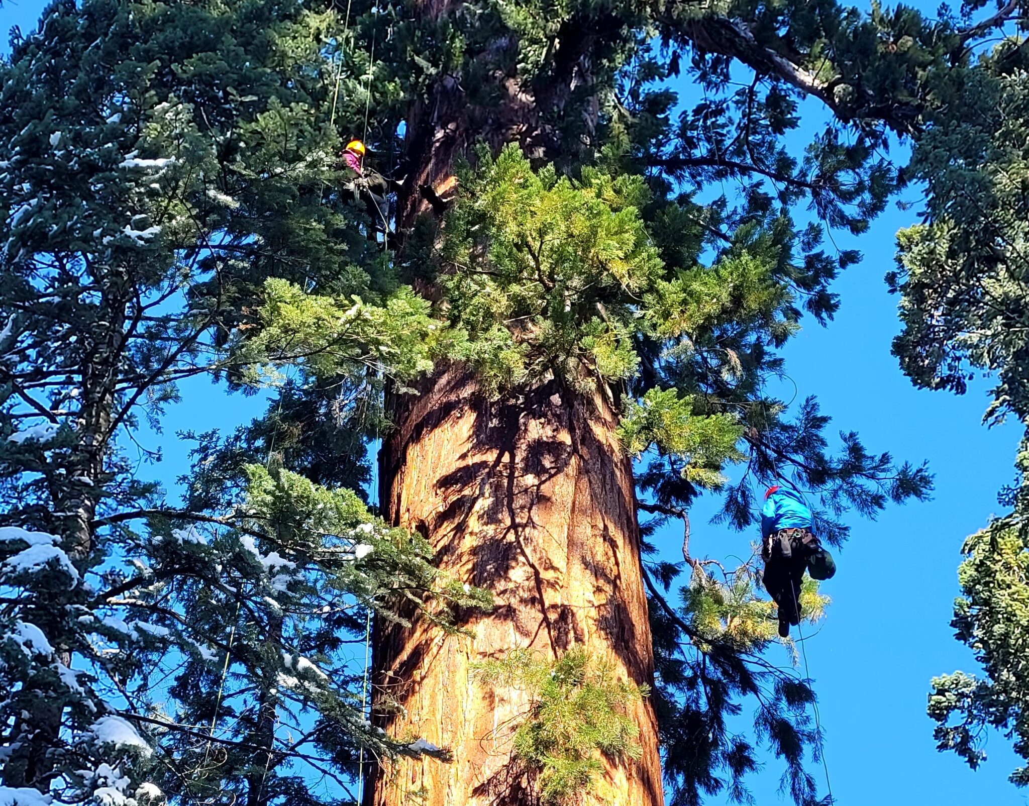 Coalition Makes Great Progress In Protecting Giant Sequoias From ...