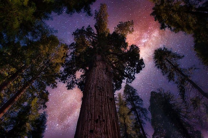 Sequoia Starry Night