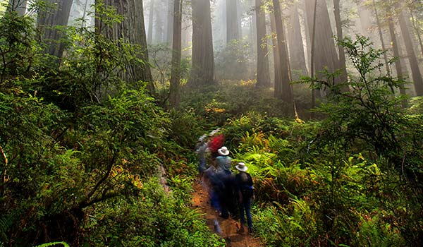 Centennial Vision For Redwoods Conservation