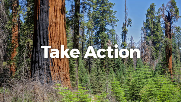 Take Action Now