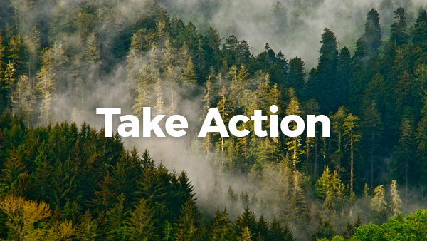 Take Action Now