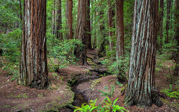 Montgomery Woods Initiative