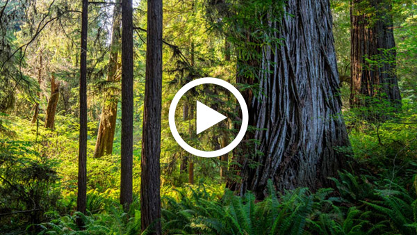 A minute of calm in the redwoods