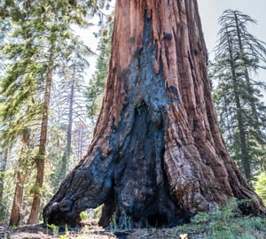 Next generation of sequoias at risk