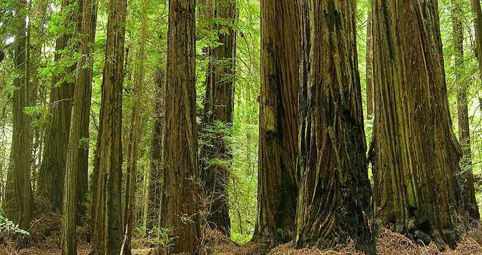 Grizzly Creek Redwoods State Park Save the Redwoods League