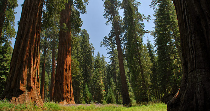 Yosemite National Park Save the Redwoods League