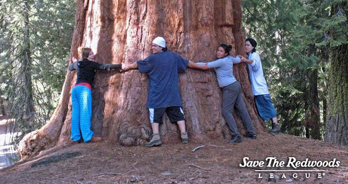 Giant Sequoia Save The Redwoods League