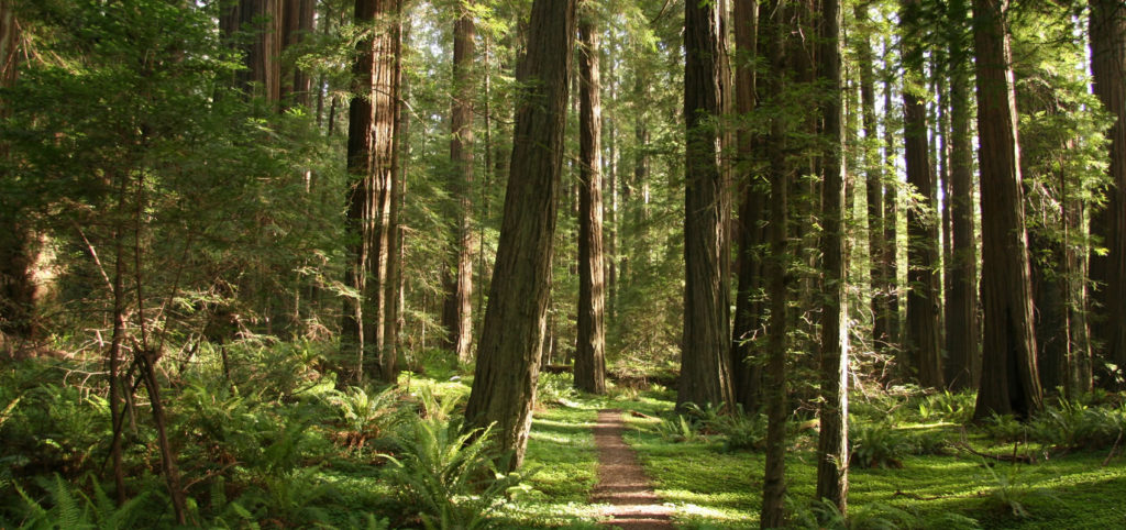 Redwoods Friday - Visit CA Redwood State Parks on Nov 24 2017