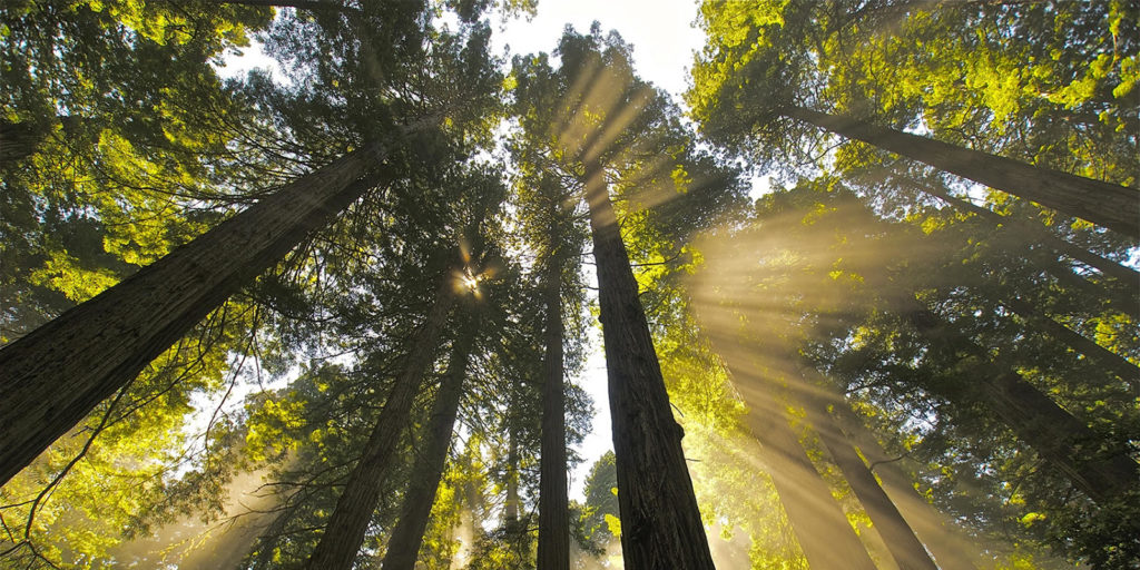 Birthday eCards - Save the Redwoods League