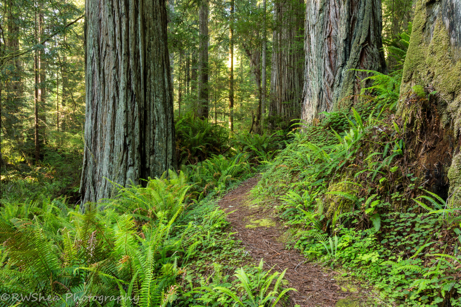 Help make forever happen for redwoods - Save the Redwoods League