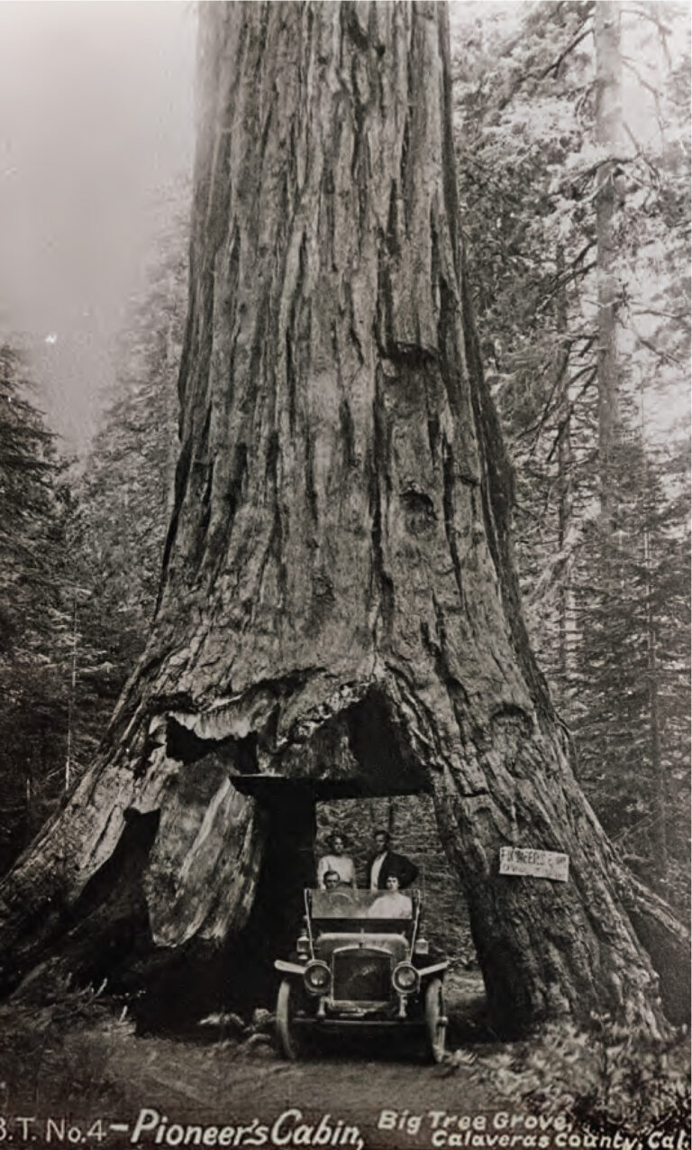 The Strange History Of The Redwood Tunnel Trees 