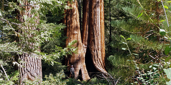 Transfer Protects Giant Sequoias, Clean Water Save the 