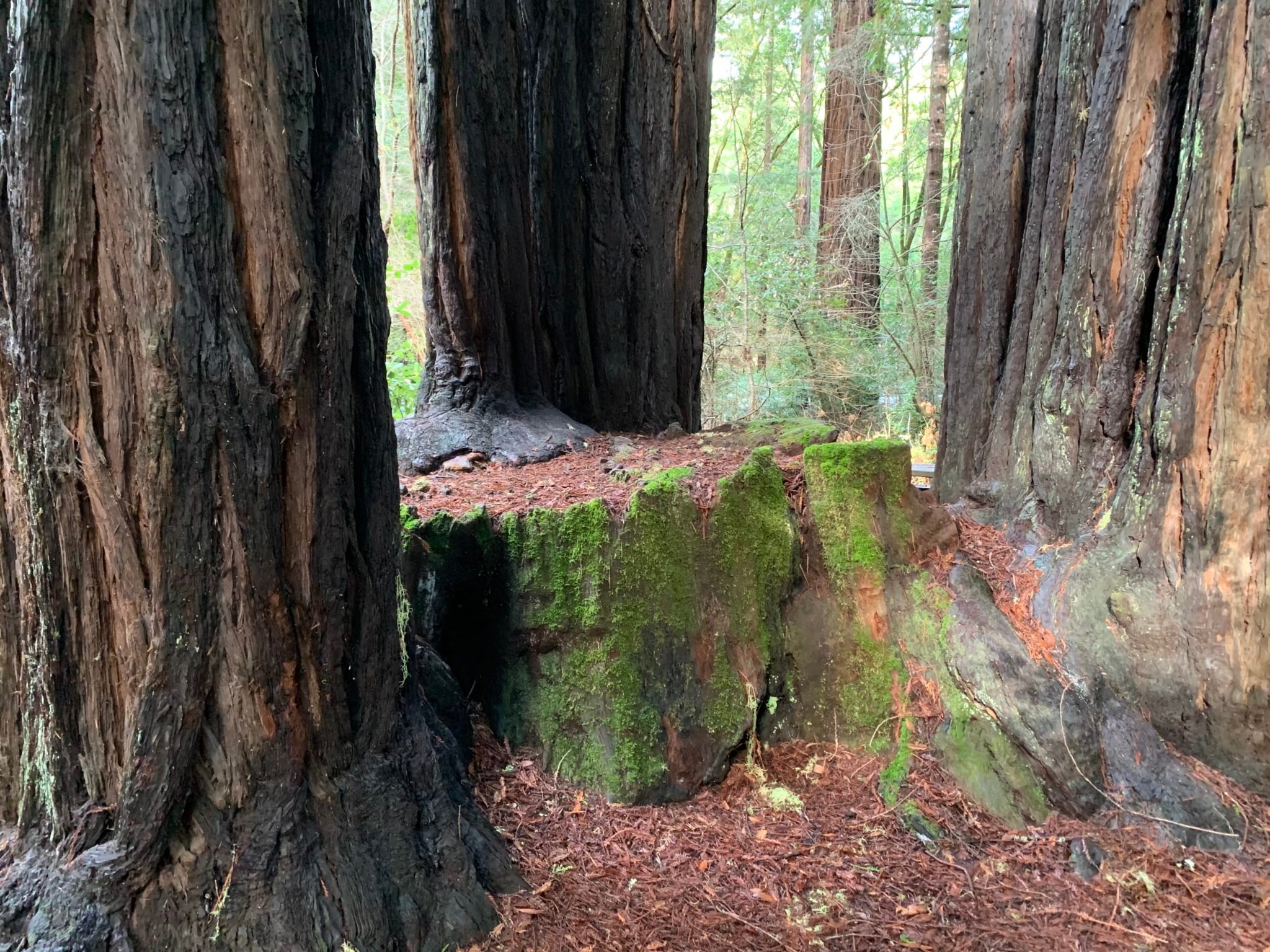 explaining-the-mystery-behind-fairy-rings-in-the-redwoods-save-the