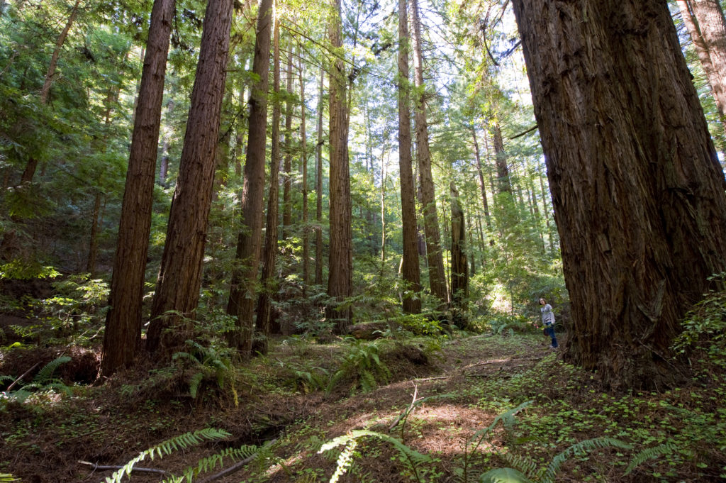 San Mateo County Archives - Save the Redwoods League