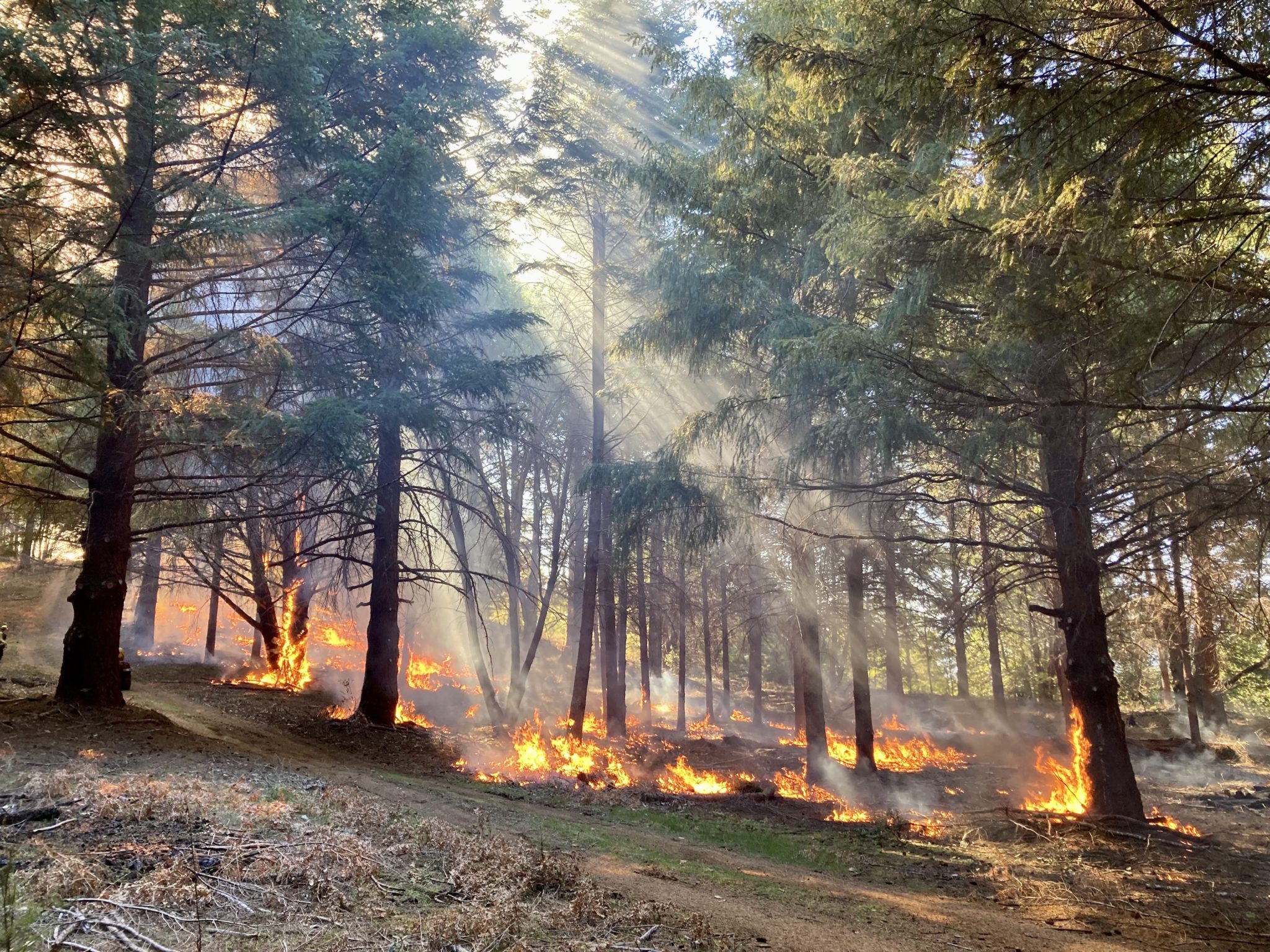 Save The Giant Sequoias | Save The Redwoods League