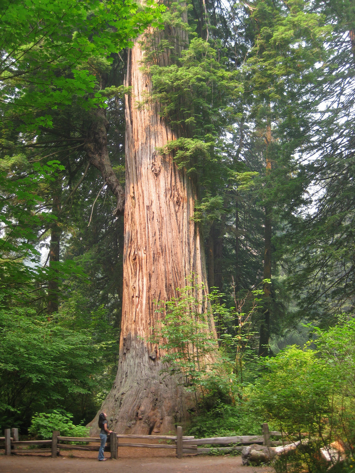 Happy Anniversary To Our State Tree Save The Redwoods League