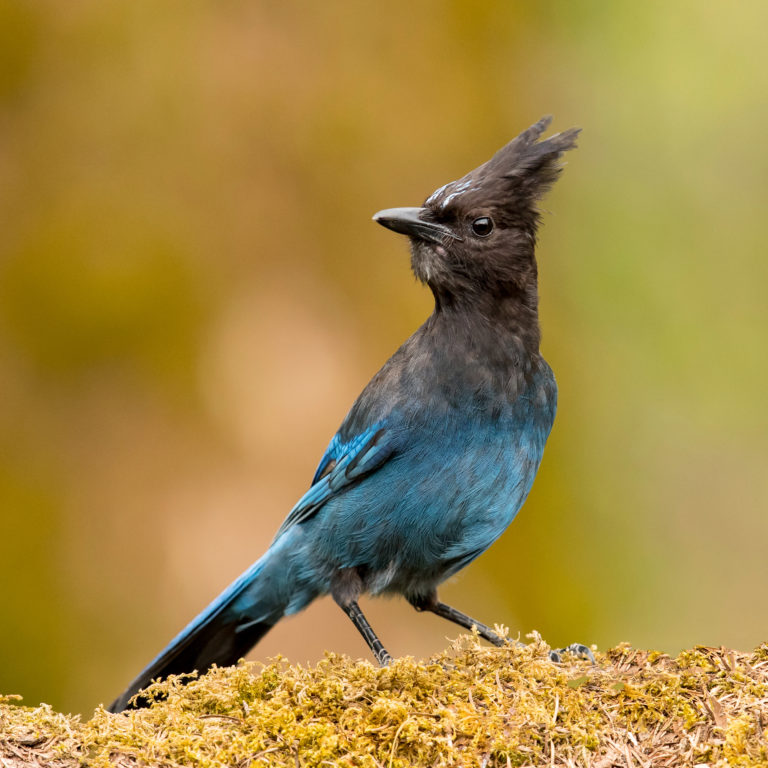 Our 10 favorite birds of the redwoods | Save the Redwoods League