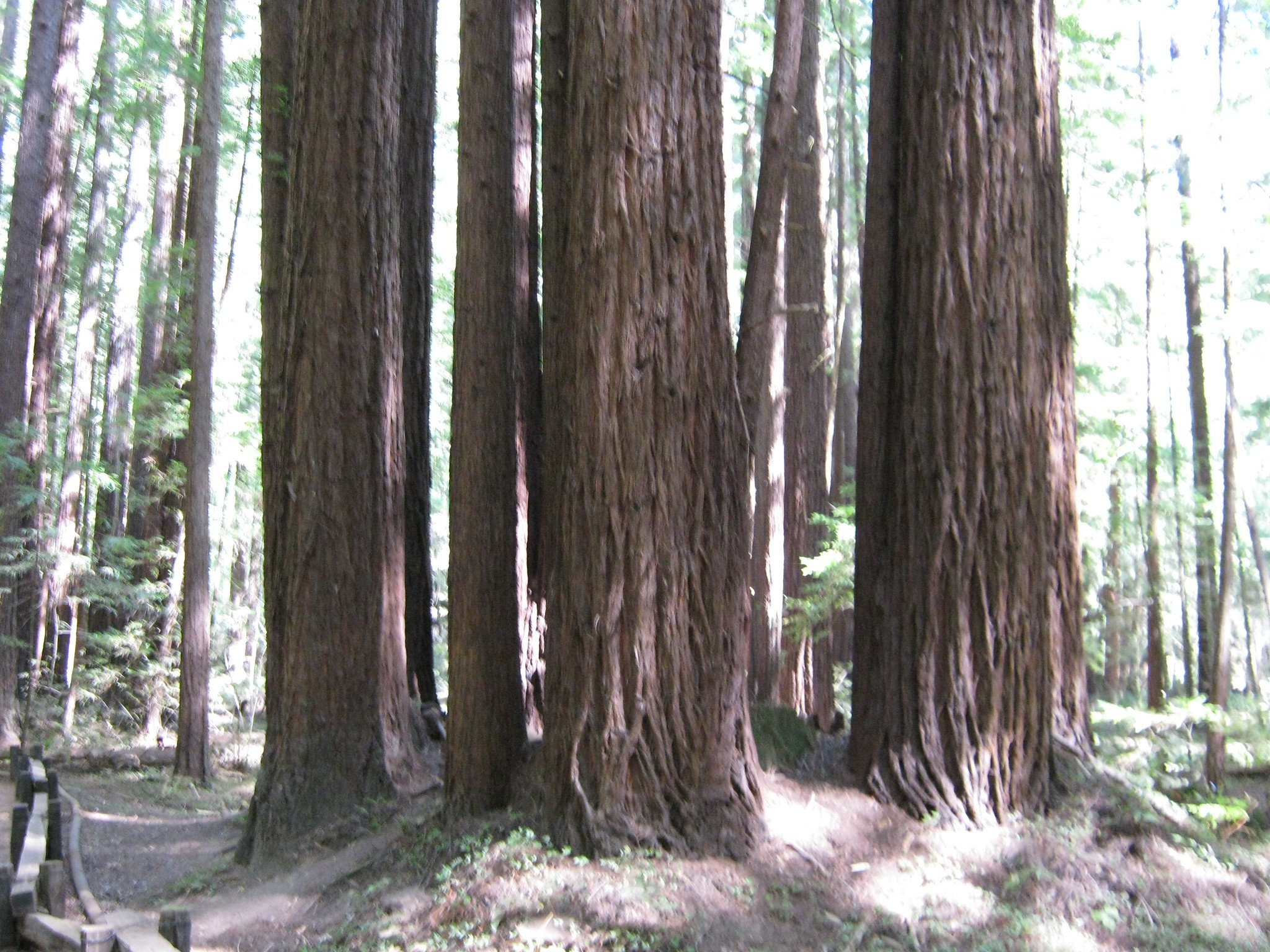 explaining-the-mystery-behind-fairy-rings-in-the-redwoods-save-the