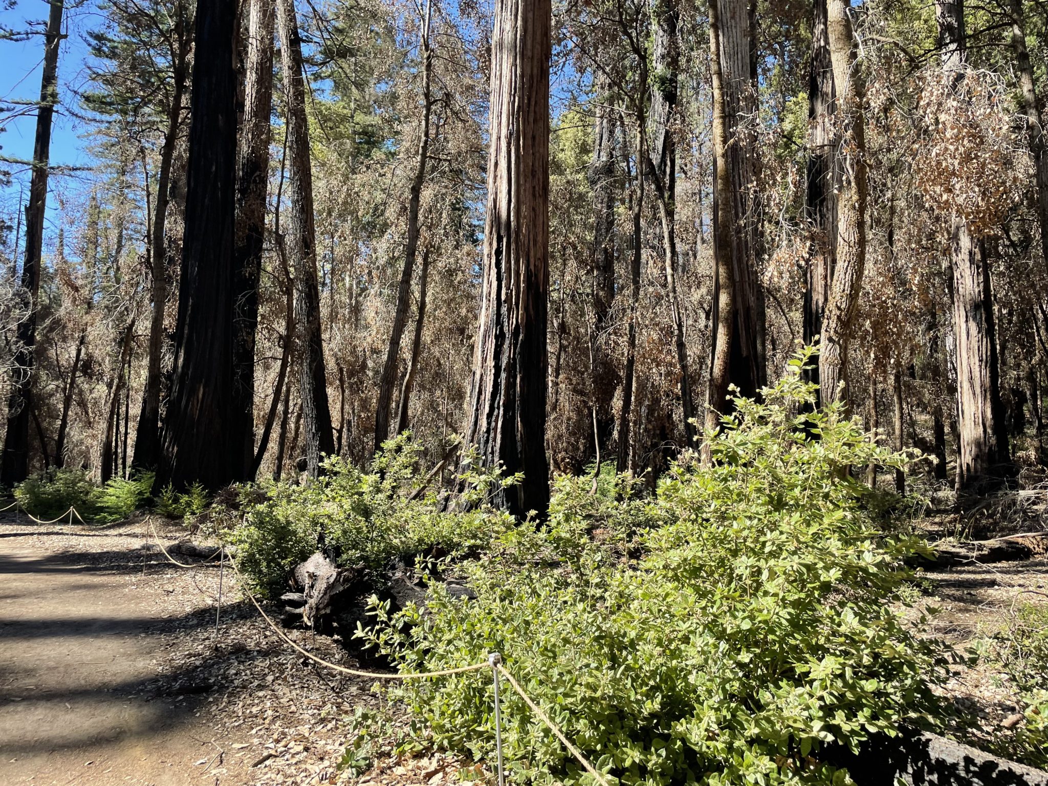 Day One of Big Basin’s new era | Save the Redwoods League