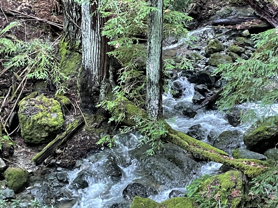 A coast redwood 'floating' in midair - Save the Redwoods League