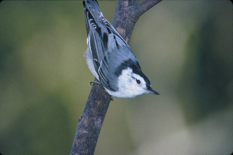 Spring Birds in the Redwood Forests | Save the Redwoods League